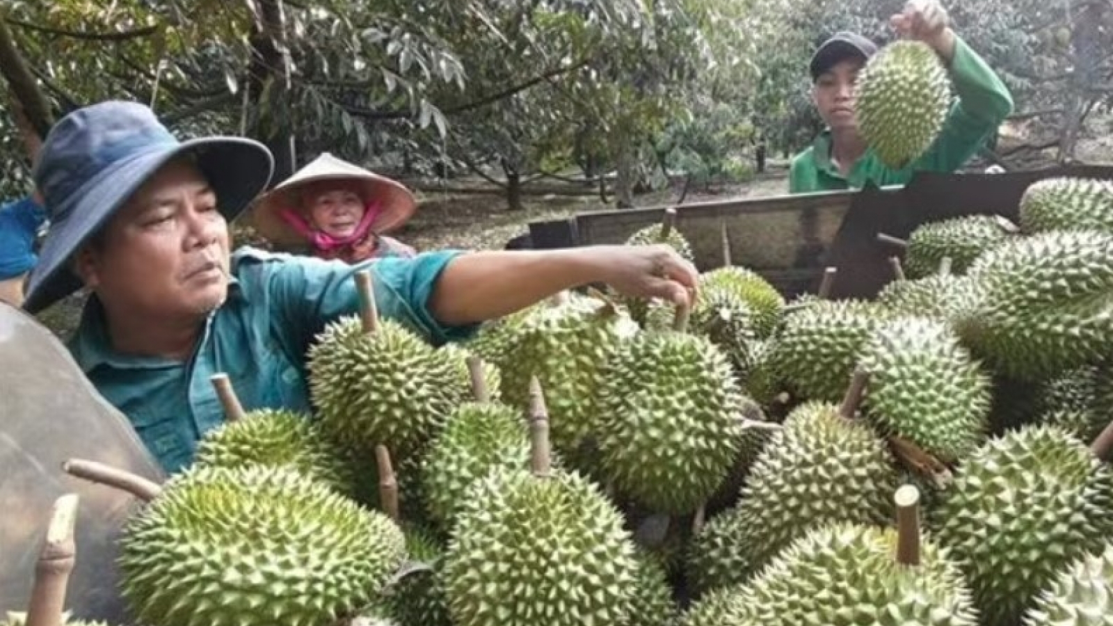 India to ease export requirements for Vietnamese durian